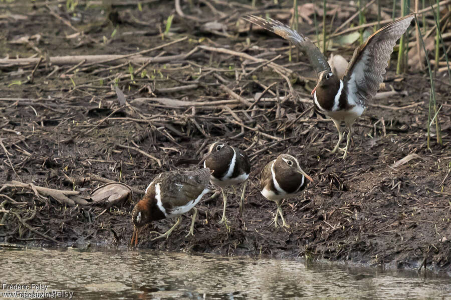 Australian Painted-snipe