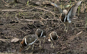 Australian Painted-snipe