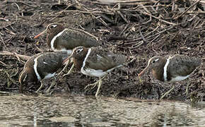 Australian Painted-snipe