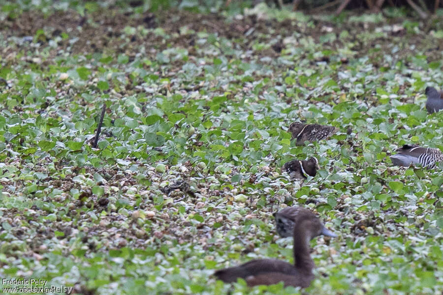 Rhynchée de Saint-Hilaireadulte, habitat, pigmentation