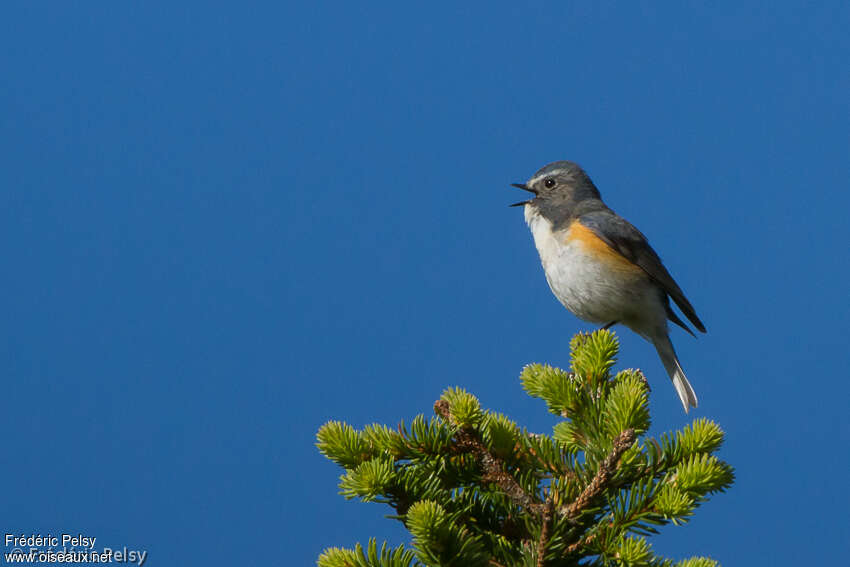 Robin à flancs roux mâle adulte nuptial, habitat, chant