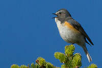 Robin à flancs roux