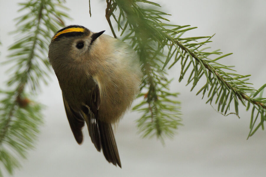 Goldcrest male