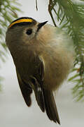 Goldcrest