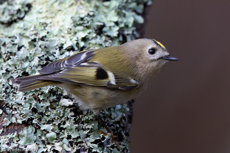 Goldcrest