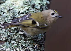 Goldcrest