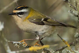 Common Firecrest