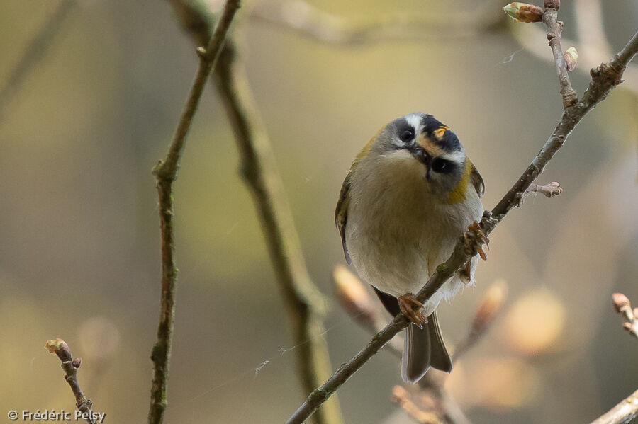 Common Firecrest