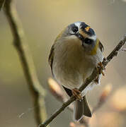 Common Firecrest