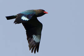 Oriental Dollarbird