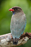 Oriental Dollarbird