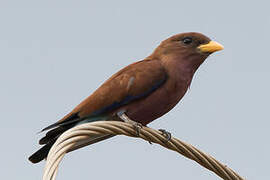 Broad-billed Roller