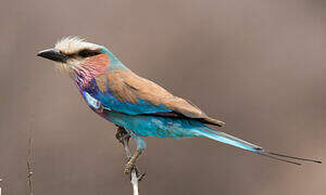 Lilac-breasted Roller