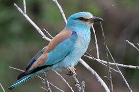 European Roller