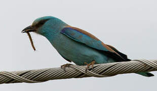 European Roller