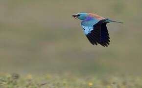 European Roller