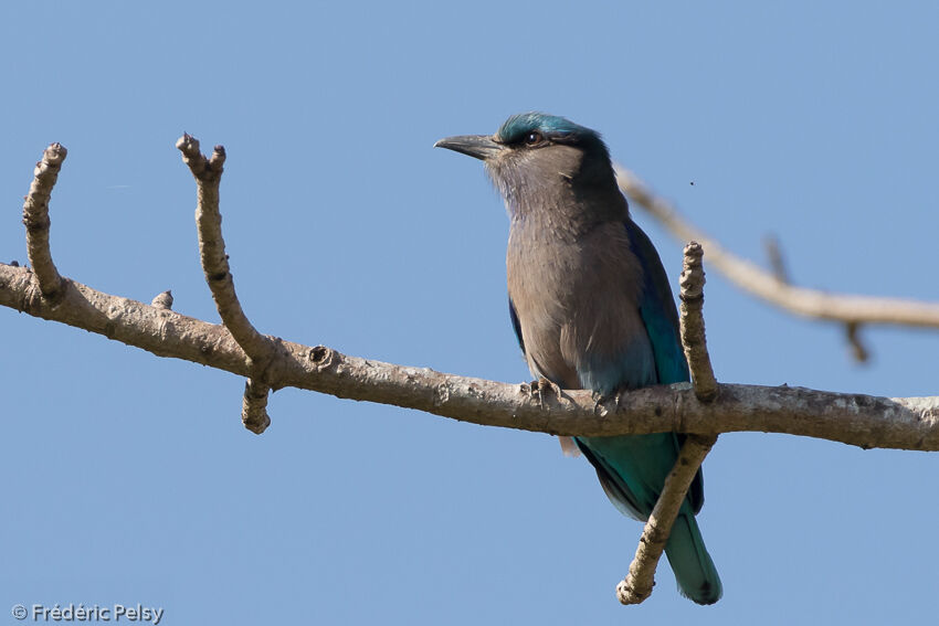 Indochinese Rolleradult post breeding, identification