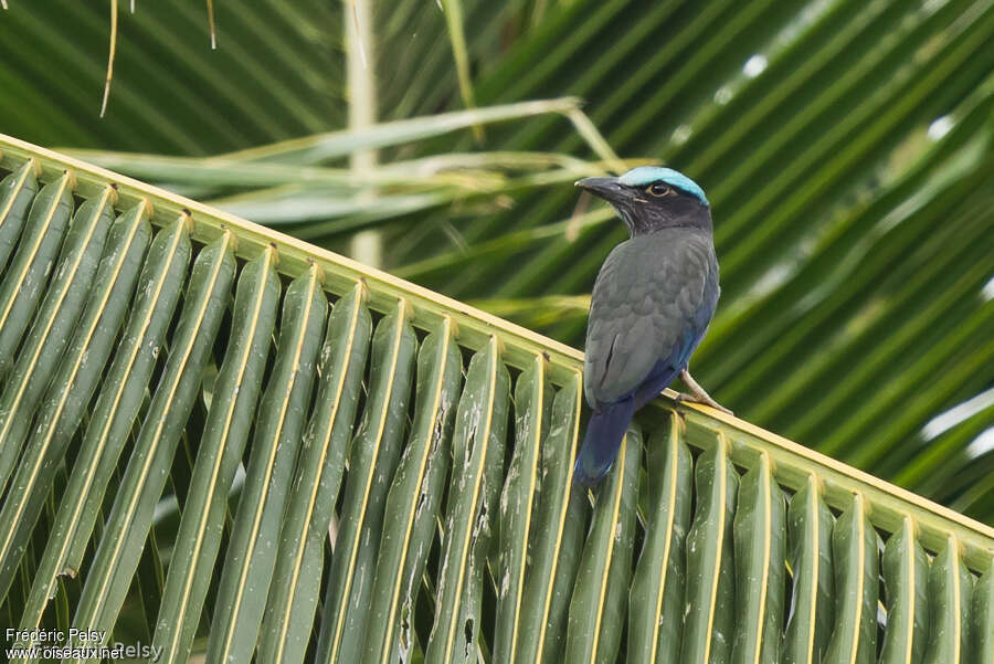 Purple-winged Rolleradult