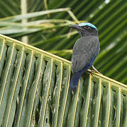 Purple-winged Roller