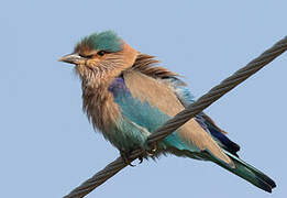 Indian Roller