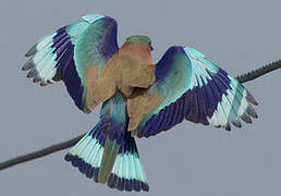 Indian Roller