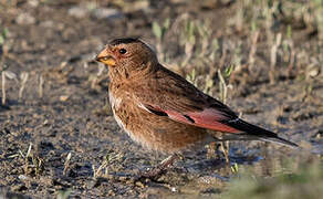 Asian Crimson-winged Finch