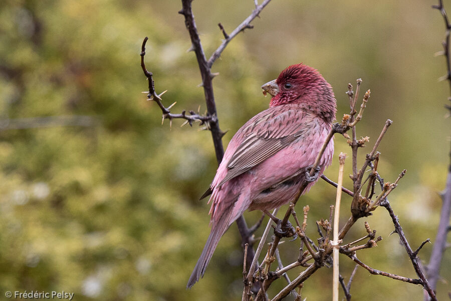 Red-mantled Rosefinch male adult