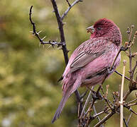 Red-mantled Rosefinch