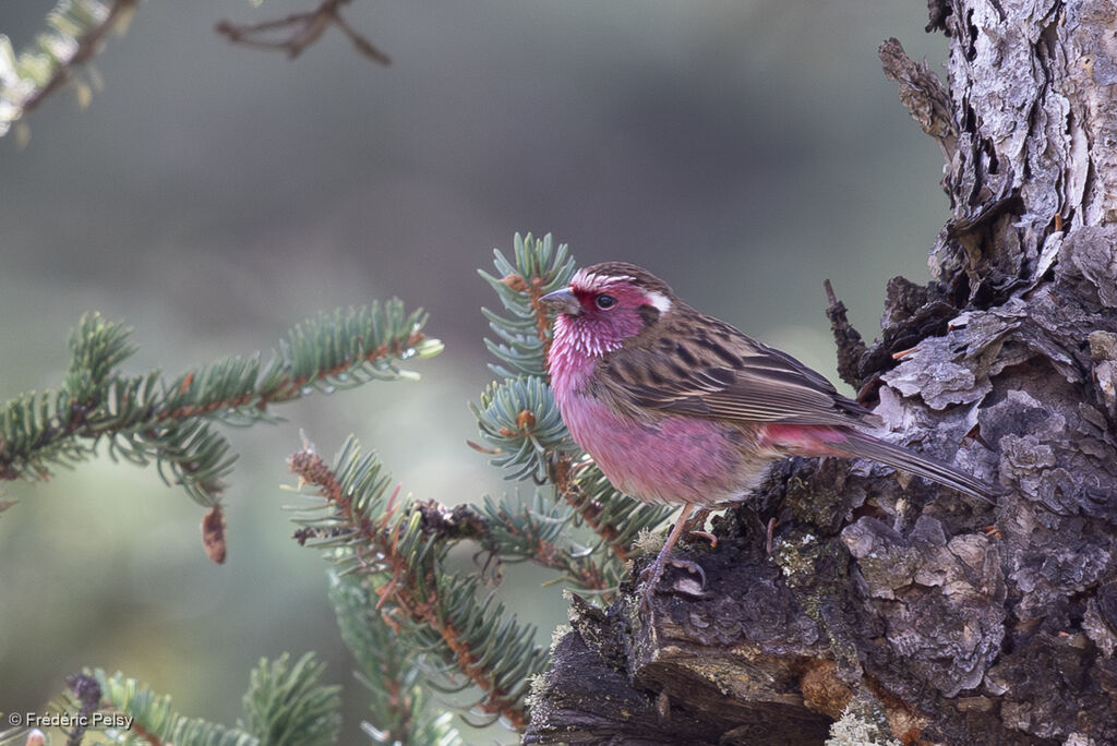 Roselin à sourcils blancs