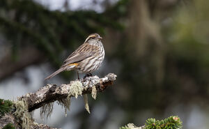Roselin à sourcils blancs