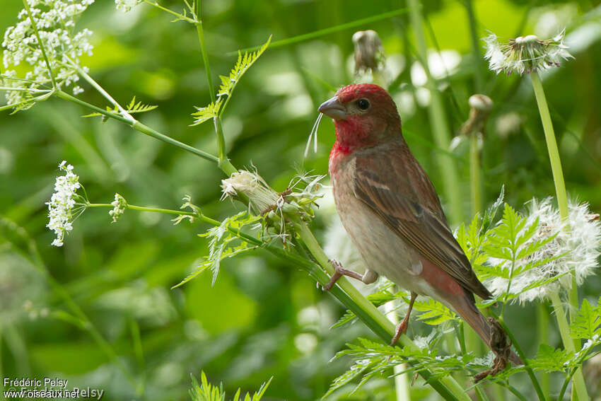 Roselin cramoisi mâle adulte, identification