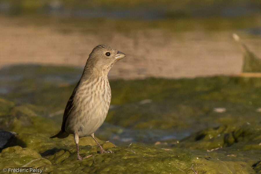 Common Rosefinch