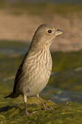 Common Rosefinch