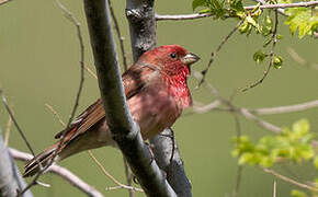 Common Rosefinch