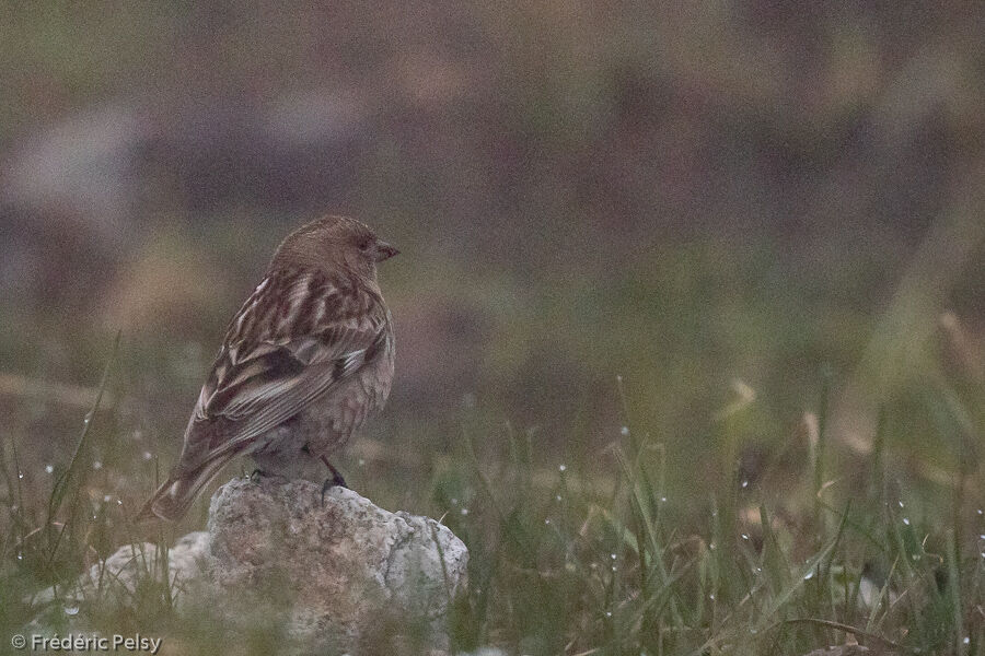 Plain Mountain Finch