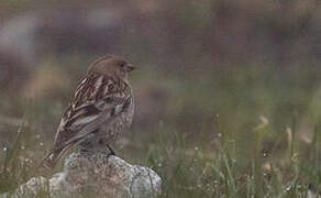 Plain Mountain Finch