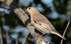 Desert Finch