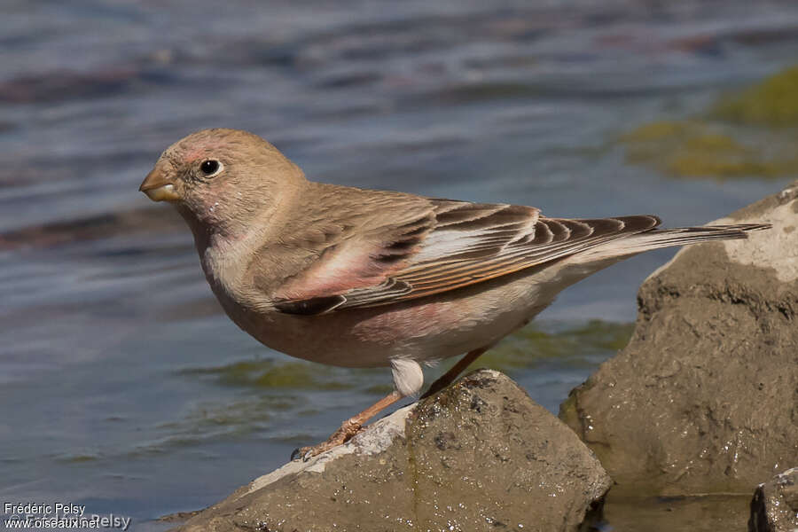 Mongolian Finch male adult, drinks