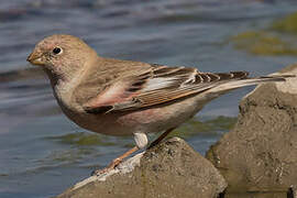 Mongolian Finch