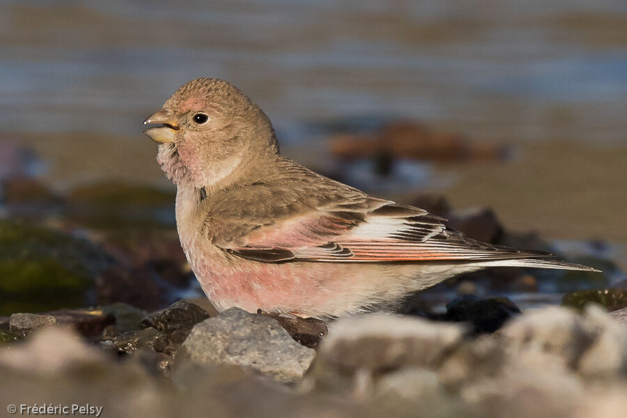 Mongolian Finch male adult