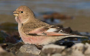 Mongolian Finch