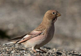 Mongolian Finch