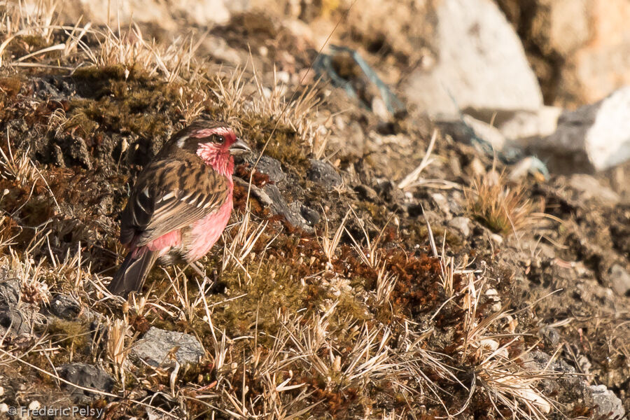 Himalayan White-browed Rosefinch male adult