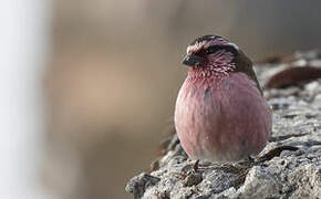 Himalayan White-browed Rosefinch