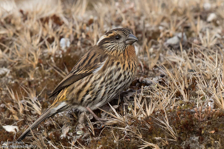 Himalayan White-browed Rosefinch female adult, identification