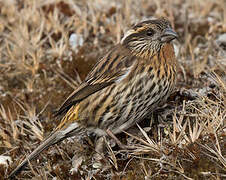 Himalayan White-browed Rosefinch