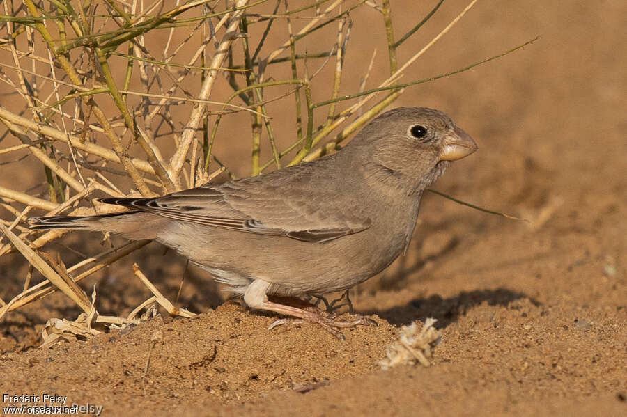 Trumpeter Finch female adult post breeding, identification