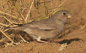 Trumpeter Finch