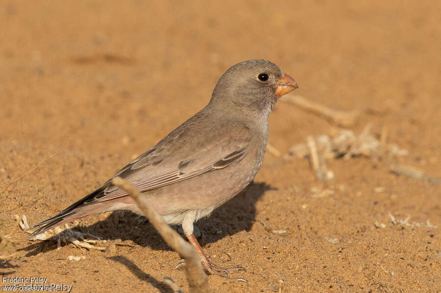 Roselin githagine mâle 2ème année, identification