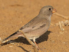 Trumpeter Finch